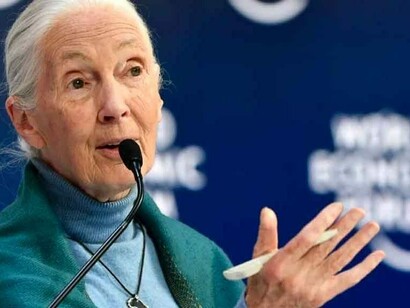 Jane Goodall has always maintained during her work that a fair balance must be found between the needs of man and the conservation of animals
