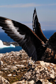 Pájaro oscuro intenta comenzar su vuelo en una costa rocosa