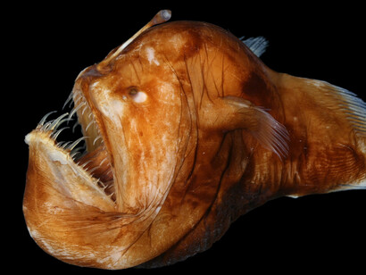 Melanocoetus johnsonii