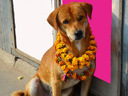 Kukur Tihar, the second day of Nepal’s Tihar festival, is devoted to dogs, celebrating their faithfulness and honoring them as loyal companions, guardians, and friends