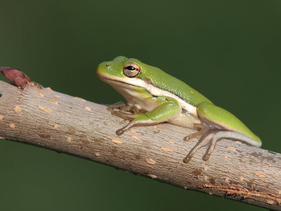 Green Tree Frog, Eric Isley