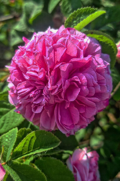 Rosa damascena
