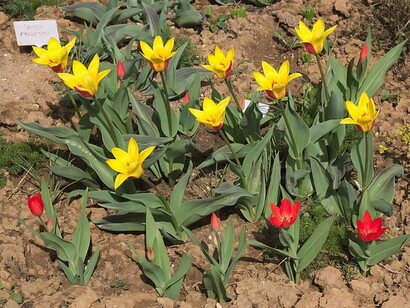 Giuseppe Verdi (Tulipa kaufmanniana)