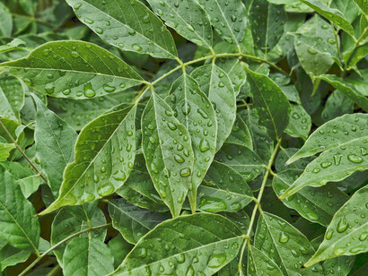Plantas bajo la lluvia: si el diseño del universo es inexorable, entonces ¿cómo se acomoda en sí mismo la espontaneidad, el salto cuántico, la creatividad, es decir la gracia?