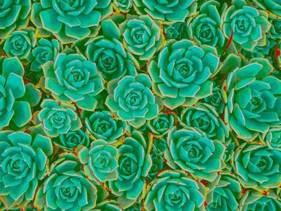 La estética de la naturaleza