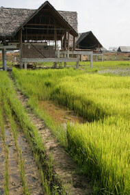 Rehabilitation of paddy fields during construction © Gehan de Silva Wijeyeratne