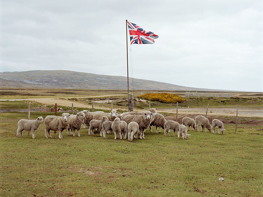 Jon Tonks, A Gather of Sheep, Lond Island Farm, 2013 from the series Empire, Copyright Jon Tonks, courtesy James Hyman Gallery