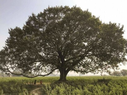 Kalpataru in una distesa di verde
