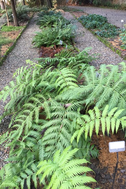 Brera, Orto botanico