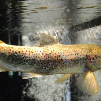 Creatures. Courtesy of Montshire Museum of Science
