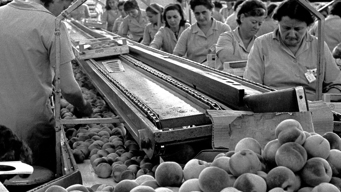 Marina Guerra - Braccianti donne in Romagna, 1974