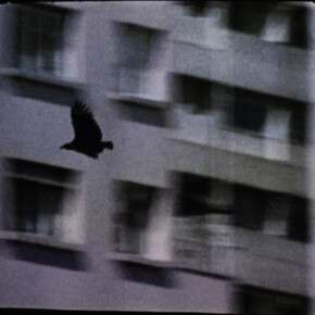 Luiz Roque, Urubu, vue d'exposition. Avec l'aimable autorisation de la Pinacoteca 
