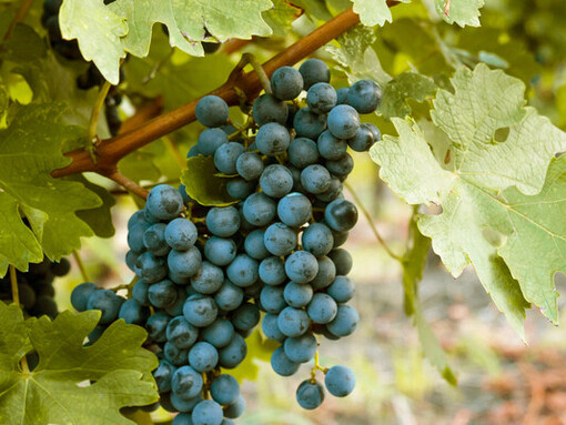 On a sun-drenched afternoon, the vineyards come alive, with vibrant green leaves shimmering in the light and ripe grapes hanging temptingly from the vines