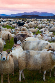 Icelandic sheep