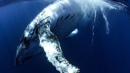 Humpback Whale ©  Joshua Barton