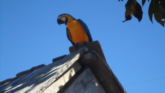 Pappagallo locale sul tetto di una capanna del villaggio indigeno del popolo Rikbaktsa, nella valle del Rio Juruena, Brasile
