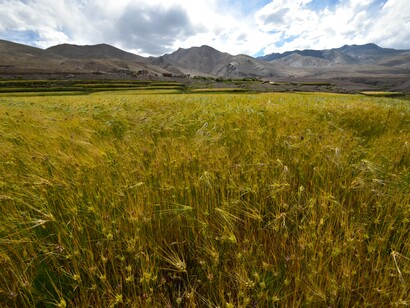 Barley, one of Ladakh's staple grains, in Rhumtse-Gya © Ashish Kothari