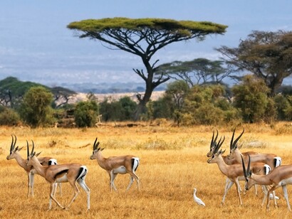 Sabana