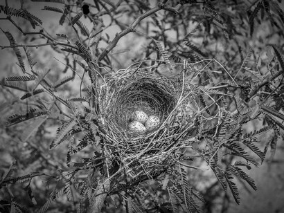 Birds on the Wire. Courtesy of Oregon Historical Society