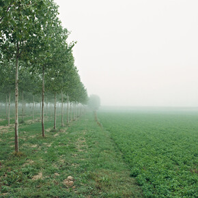 Paolo Simonazzi, Portiolo San Benedetto Po (MN), 2007