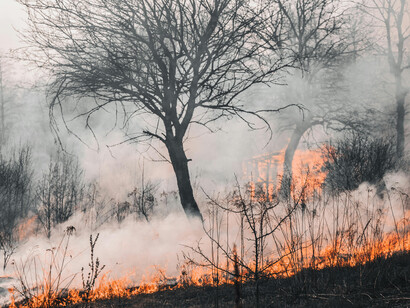 A monocultura e o desmatamento criam uma paisagem árida no interior, onde poucas áreas verdes sobrevivem. Pequenos agricultores lutam para salvar o que resta da vegetação