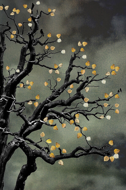 Shamani Surendran, The last bird song #2, 2024. Courtesy of Albumen Gallery