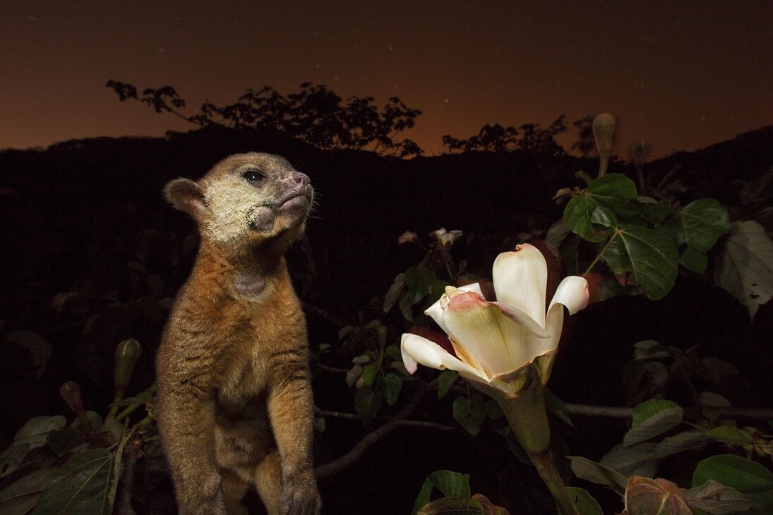 Christian Ziegler/National Geographic
Panama
Il muso cosparso di polline di questo cercoletto tradisce una scorpacciata notturna su un
albero di balsa.
