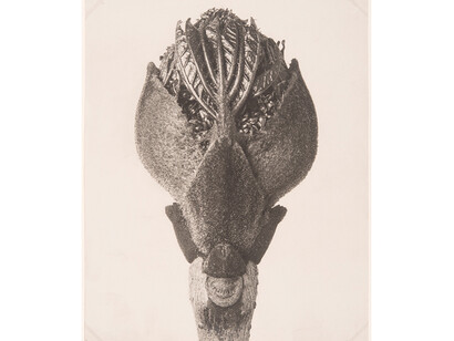 Form Follows Flower. Courtesy of Kunstgewerbemuseum