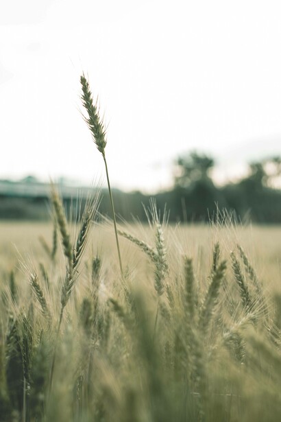Wheat grains prepared for harvest
