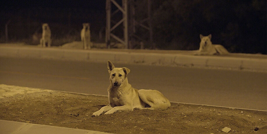 Cats and Dogs. Courtesy of Israel Museum