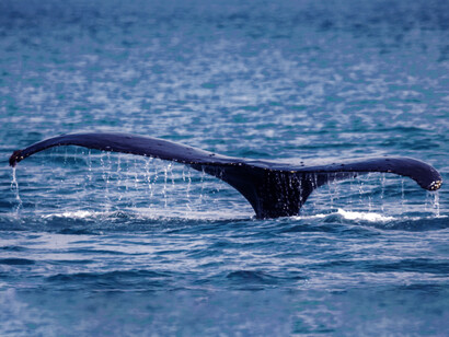 La balena bianca, il cui nome è ripreso da quello di Mocha Dick, un reale capodoglio albino che terrorizzava le baleniere 