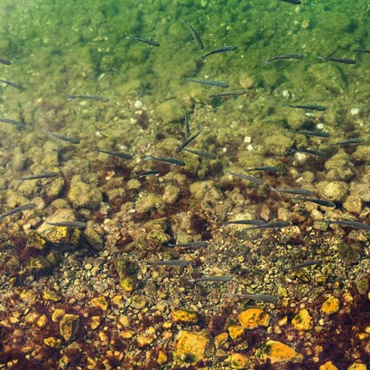 La nostalgia ha il rumore silenzioso di un fiume