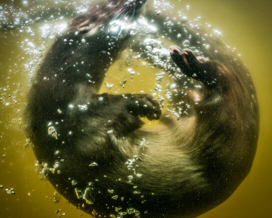 British Wildlife Photography Awards 2017. Courtesy of Horniman Museum and Gardens