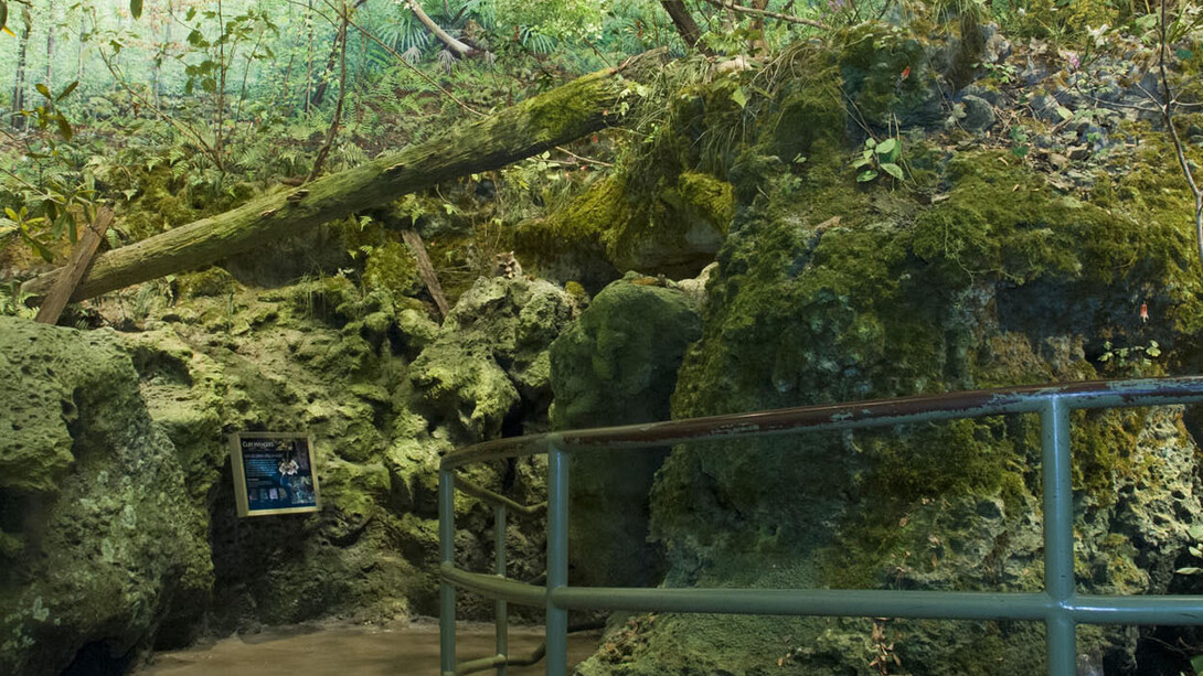 Waterways & Wildlife. Courtesy of Florida Museum of Natural History