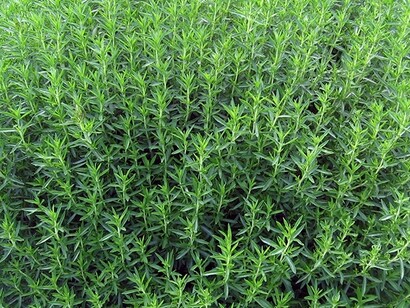 Foglie di Santoreggia