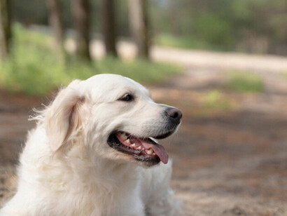 El dolor inunda su cuerpo, es el dolor de las emociones, de poder controlarlas, de poder domar el caballo, tal audaz jinete
