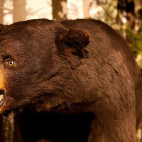 New England Forests. Courtesy of Harvard Museum of Natural History