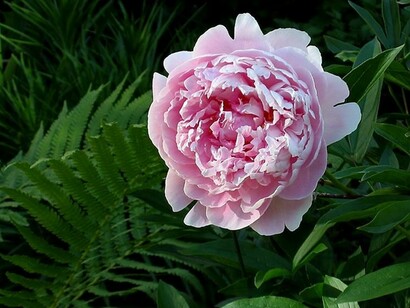 Paeonia lactiflora