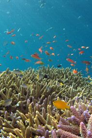 Coral reefs are vulnerable to environmental changes