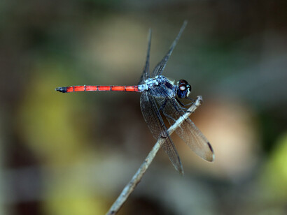 Pruinosed Bloodtail male at  Beddegana Wetland © Gehan de Silva Wijeyeratne