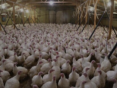 Allevamento di polli