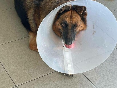Moly in a cone but still loving life as her tongue is lolling out