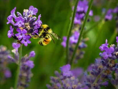 Ape su un fiore di lavanda. L’impollinazione permette a fiori e piante di crescere, di dare frutti