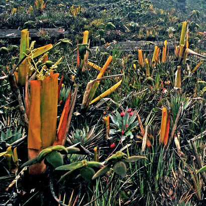 Plantas de Brochinnia y Heliamphora sobre un tepuy. Foto: Charles Brewer Carias