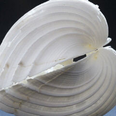 !Hola Caracola! Courtesy of Casa de la Ciencia