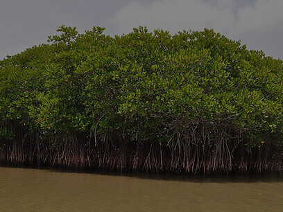 This image captures the Mangrove Forest Creek located in Robinson Island, Kinya'ole, Fundissa, within the picturesque Magarini Constituency of Kilifi County, Kenya