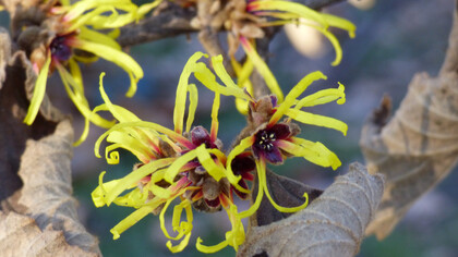 Hamamelis japonica