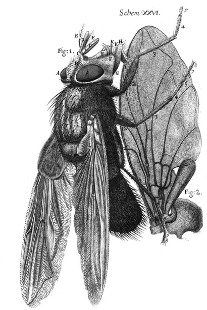 «Micrographia», esquema XXVI