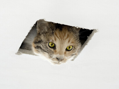 Eva and Franco Mattes, Ceiling Cat, 2016; courtesy Postmasters Gallery, New York, and Team Gallery, Los Angeles; © Eva and Franco Mattes