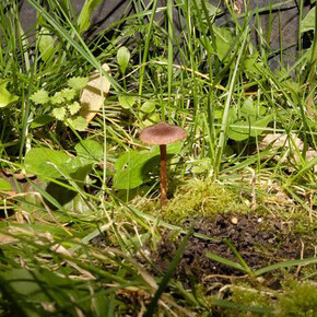 Resanita. Courtesy of Kunst Haus Wien